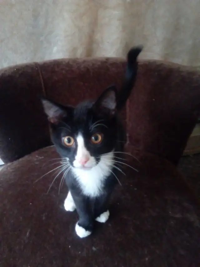 Male kitten for adoption