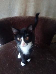 Male kitten for adoption