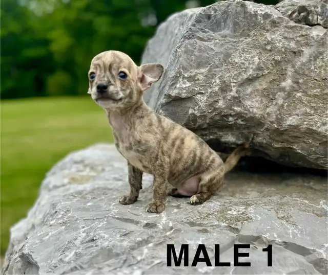 Chihuahua Terrier Puppy READY NOW