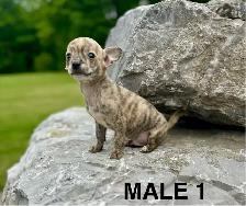 Chihuahua Terrier Puppy READY NOW