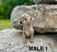 Chihuahua Terrier Puppy READY NOW - Photo 2