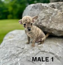Chihuahua Terrier Puppy READY NOW - Photo 3
