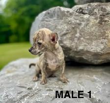 Chihuahua Terrier Puppy READY NOW - Photo 4