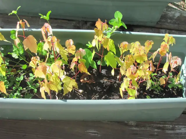 Petit plants d'érable argenté a vendre.