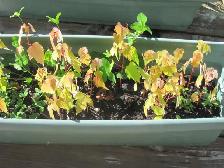 Petit plants d'érable argenté a vendre.