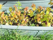 Petit plants d'érable argenté a vendre. - Photo 2