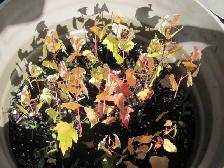 Petit plants d'érable argenté a vendre. - Photo 3