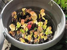 Petit plants d'érable argenté a vendre. - Photo 4