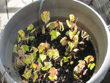 Petit plants d'érable argenté a vendre. - Photo 5