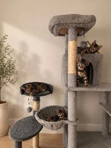 chaton Bengal vacciné et vermifugé