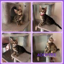 chaton Bengal vacciné et vermifugé - Photo 2