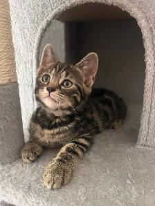 chaton Bengal vacciné et vermifugé - Photo 4