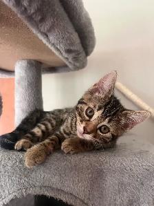 chaton Bengal vacciné et vermifugé - Photo 5