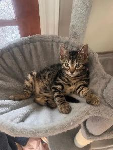 chaton Bengal vacciné et vermifugé - Photo 6