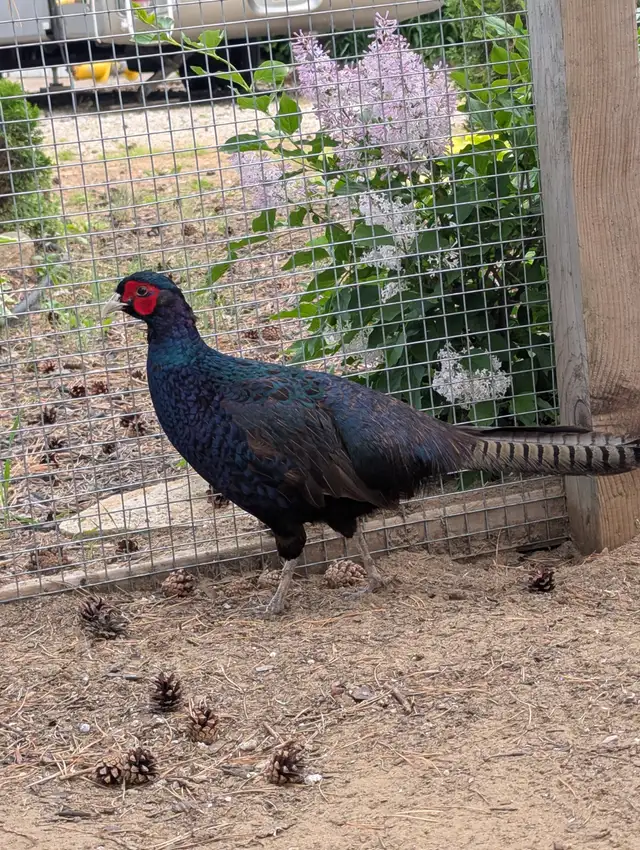 Wanted Melanistic mutant pheasant hens