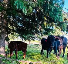 Cow/Calf Pairs