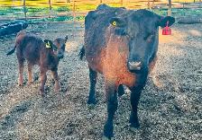 Cow/Calf Pairs - Photo 2