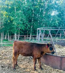 Cow/Calf Pairs - Photo 3