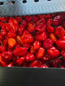 Roma Tomato 25lb box for 30 CAD - Photo 4