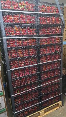 Roma Tomato 25lb box for 30 CAD - Photo 6