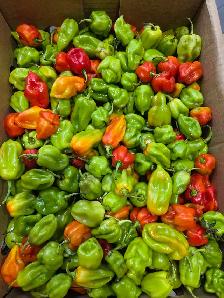 Roma Tomato 25lb box for 30 CAD - Photo 8