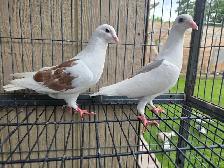 Sheddle homer pigeon for sale