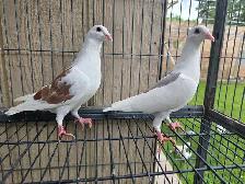 Sheddle homer pigeon for sale - Photo 2