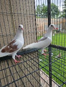 Sheddle homer pigeon for sale - Photo 3