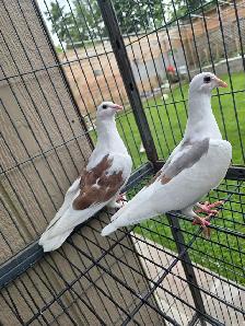 Sheddle homer pigeon for sale - Photo 4