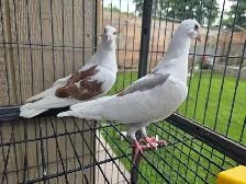 Sheddle homer pigeon for sale - Photo 5