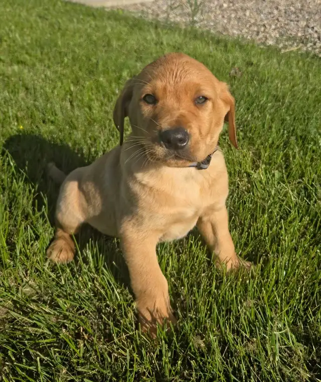 Golden Lab Puppies