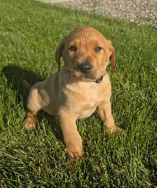 Golden Lab Puppies