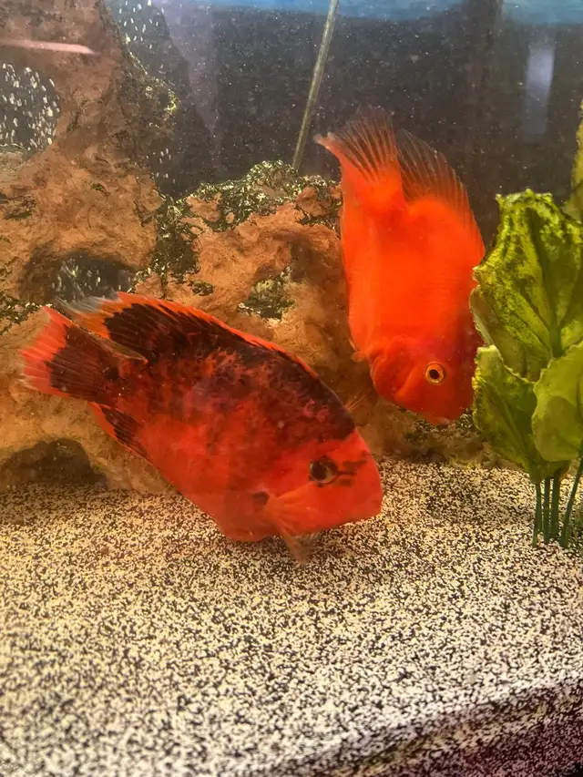Fish For Sale