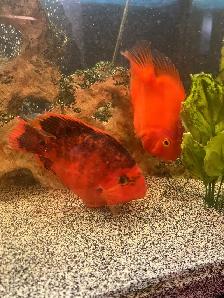 Fish For Sale