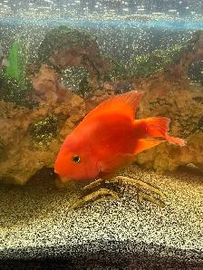 Fish For Sale - Photo 2