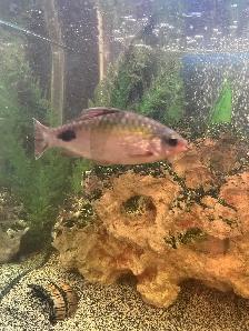 Fish For Sale - Photo 3