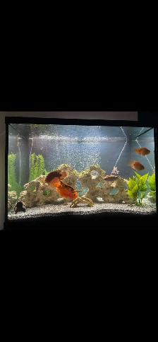 Fish tank for sale - Photo 3