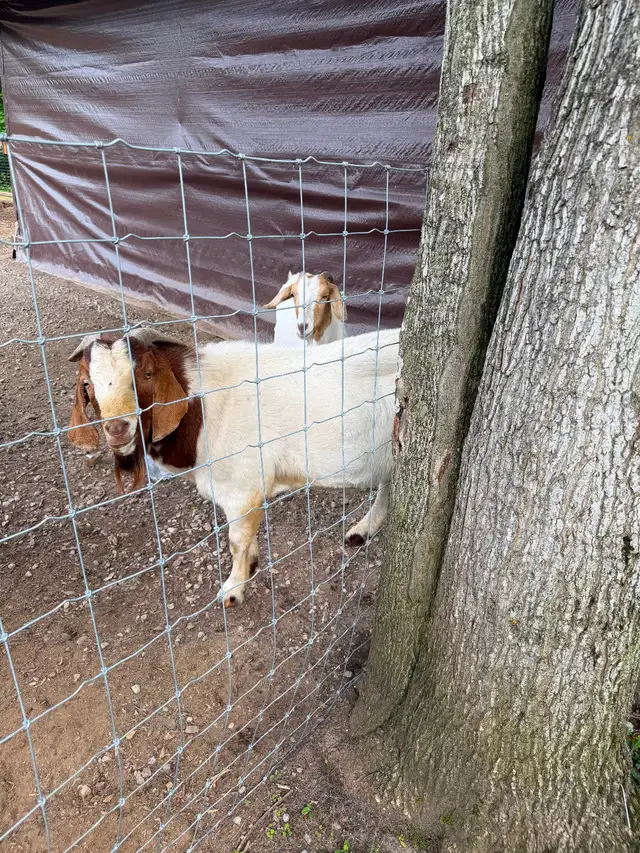 Bore goats