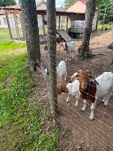 Bore goats - Photo 2