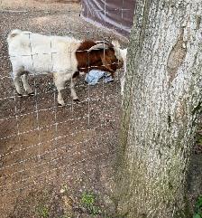 Bore goats - Photo 3