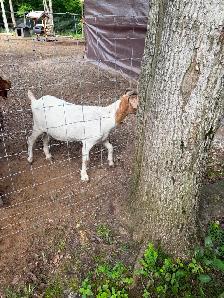Bore goats - Photo 4