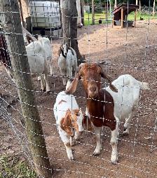 Bore goats - Photo 5