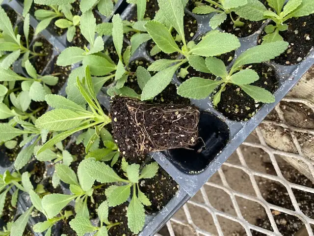 RARE White sage/Sacred sage ( Salvia apiana ) live plants