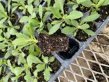 RARE White sage/Sacred sage ( Salvia apiana ) live plants