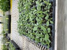 RARE White sage/Sacred sage ( Salvia apiana ) live plants - Photo 2