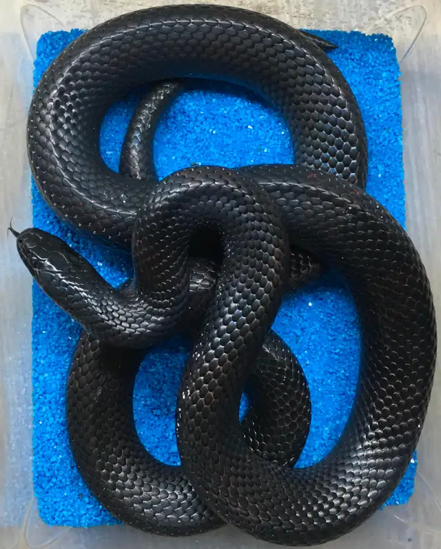 Black milk snake