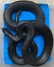Black milk snake