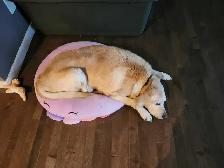 Barking Beauties Pet Sitting