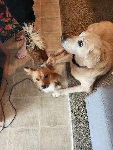 Barking Beauties Pet Sitting - Photo 2