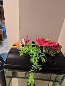 10 Gallon Aquarium Kit - Coral Reef theme - Photo 5